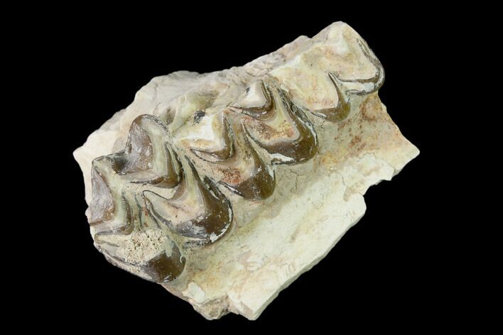 Oreodont (Merycoidodon) Jaw Section - South Dakota #136024